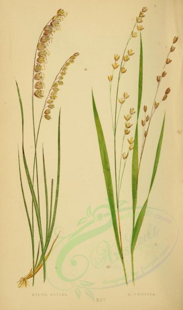 plants-00278 - melica nutans, melica uniflora [2219x3760]