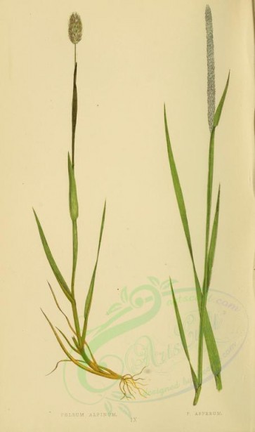 plants-00283 - phleum alpinum, phleum asperum [2219x3760]