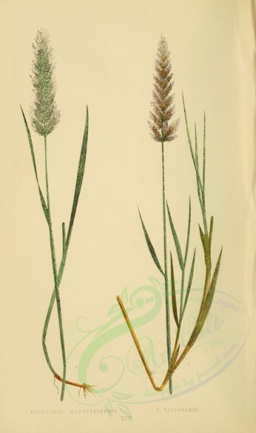 plants-00295 - polypogon monspeliensis, polypogon littoralis [2219x3760]