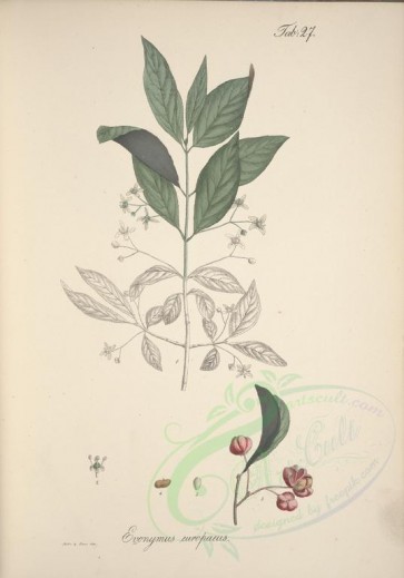 plants-00366 - evonymus europaeus [4488x6416]