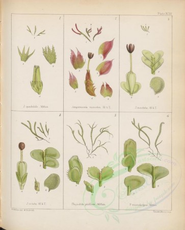 plants-00613 - jungermannia, plagiochila [2795x3469]