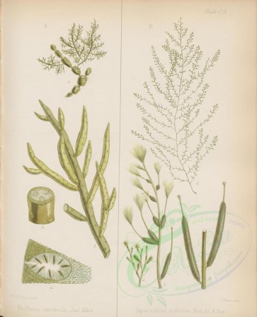 plants-00622 - notheia anomala, sporochirus stylosus [2820x3467]