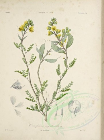 plants-00731 - caesalpinia angulicaulis [2095x2800]