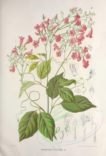 plants-00844 - arrabidaea virescens [3785x5528]