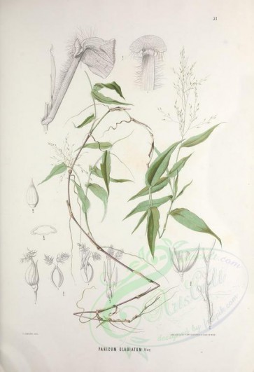 plants-00864 - panicum gladiatum [3785x5528]
