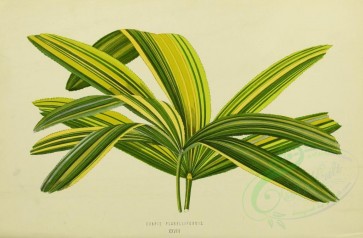 plants-00927 - rhapis flabelliformis [3422x2245]