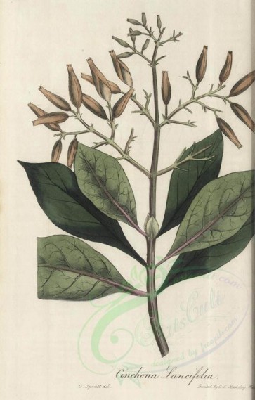plants-00973 - cinchona lancifolia [1904x2982]
