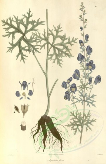 plants-01132 - aconitum ferox [3681x5692]