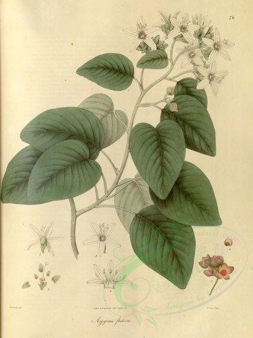 plants-01143 - argyreia festiva [3765x5014]