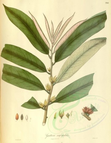 plants-01366 - guatteria sesqvipedalis [4023x5174]