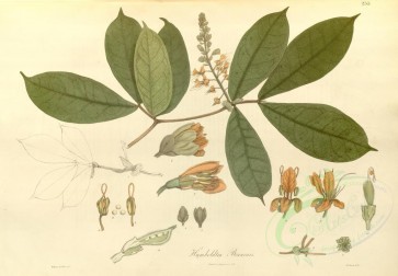 plants-01369 - humboldtia brunonis [5884x4082]