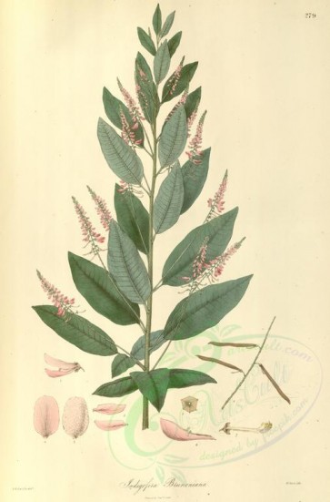 plants-01374 - indigofera brunoniana [3549x5385]