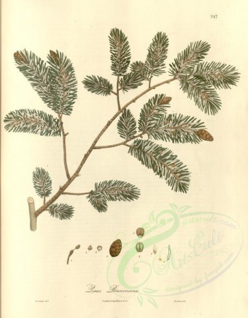 plants-01392 - pinus brunoniana [3927x5027]