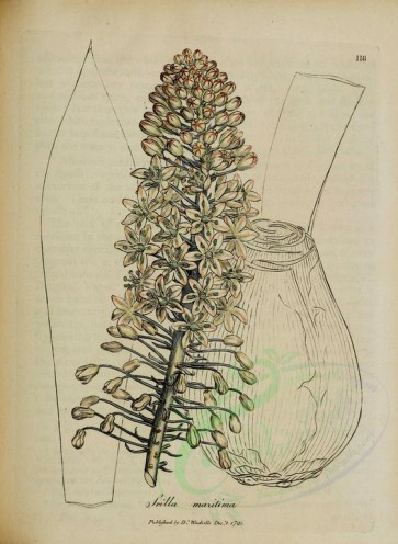 plants-02514 - scilla maritima [2680x3656]