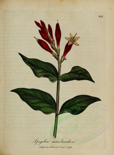 plants-02516 - spigelia marilandica [2680x3656]