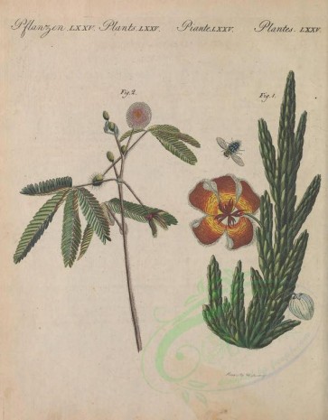 plants-03772 - stapelia hirsuta, mimosa pudica [2985x3826]