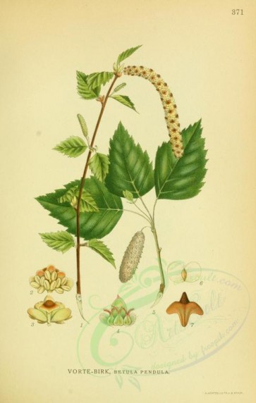 plants-04286 - betula pendula [2193x3452]