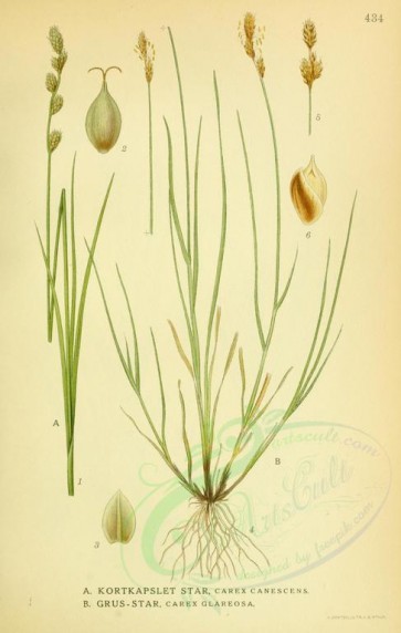 plants-04301 - carex canescens, carex glareosa [2193x3452]