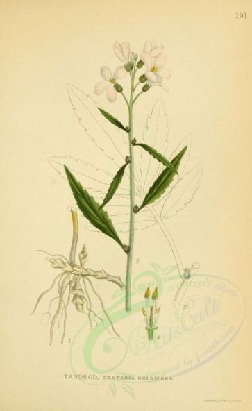 plants-05487 - dentaria bulbifera [2145x3496]