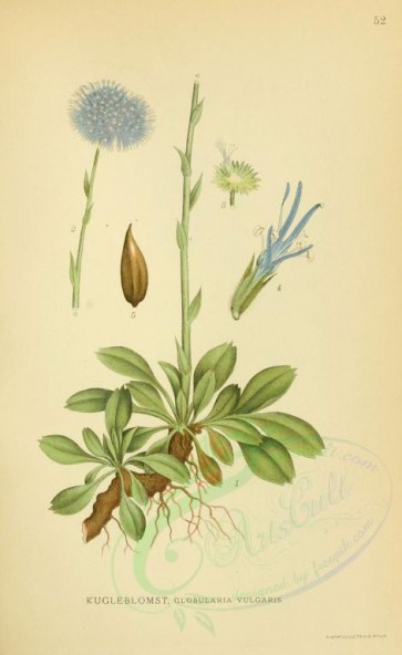 plants-05517 - globularia vulgaris [2145x3496]