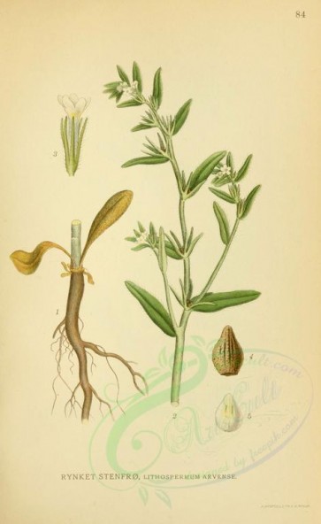 plants-05553 - lithospermum arvense [2145x3496]