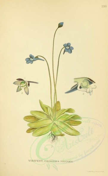 plants-05592 - pinguicula vulgaris [2145x3496]