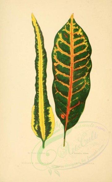 plants-07051 - codiaeum irregulare, codiaeum hillianum [2450x3990]