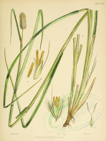 plants-07379 - alopecurus antarcticus [2577x3411]