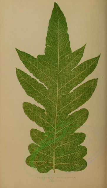 plants-07827 - polypodium morbillosum [2663x4674]