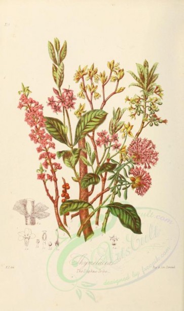 plants-08053 - 119-daphne mezereum, daphne laureola, dais laurifolia, dirca palustris, pimelia spectabilis, lagetta lintearia [2213x3727]