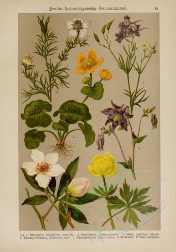 plants-08117 - delphinium consolida, caltha palustris, aquilegia vulgaris, helleborus niger, nigella sativa, trollius europaeus [2214x3149]