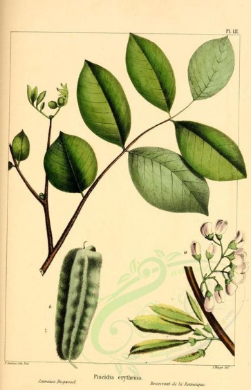 plants-08394 - Jamaica Dogwood, piscidia erythrina [2218x3442]