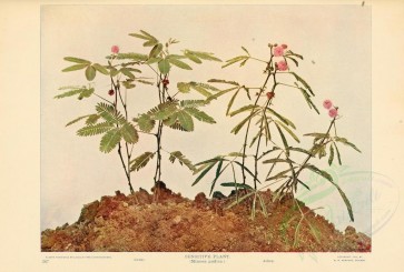plants-09161 - Sensitive Plant, mimosa pudica [3886x2627]