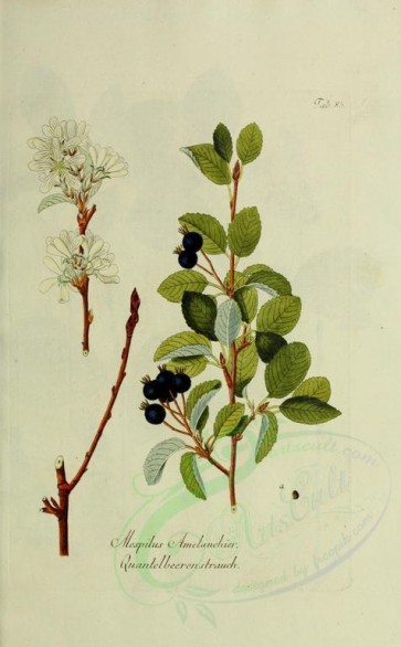 plants-09212 - mespilus amelanchier [2671x4302]