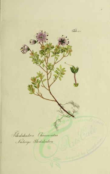 plants-09428 - rhododendron chamaecistus [2749x4316]