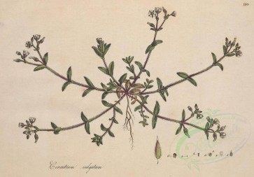 plants-10409 - cerastium vulgatum [4086x2846]