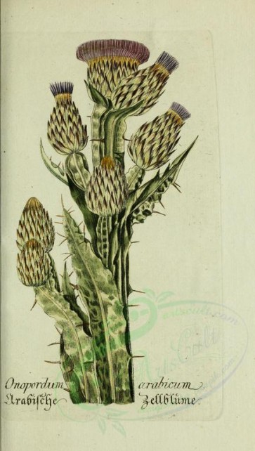 plants-11586 - onopordum arabicum [2356x4169]