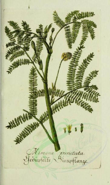plants-11817 - mimosa punctata [2445x4125]