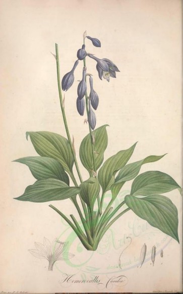 plants-15397 - hemerocallis caerulea [3800x6091]