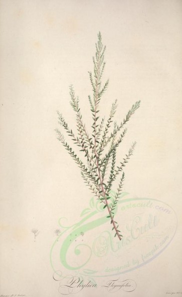 plants-15422 - phylica thymifolia [3681x6010]
