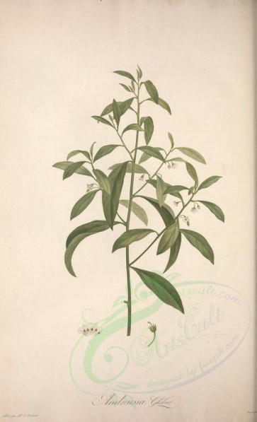 plants-15436 - andreusia glabra [3709x6093]