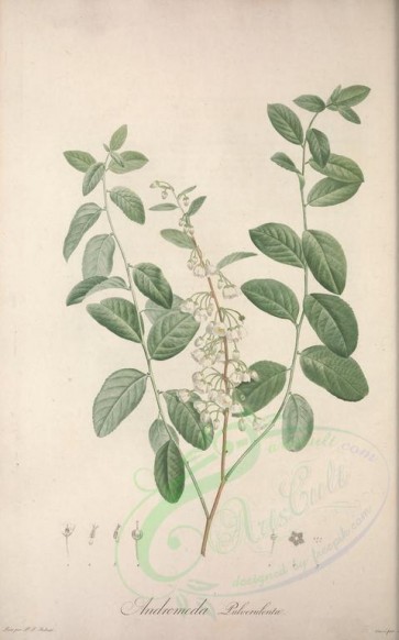 plants-15438 - andromeda pulverulenta [3780x6059]