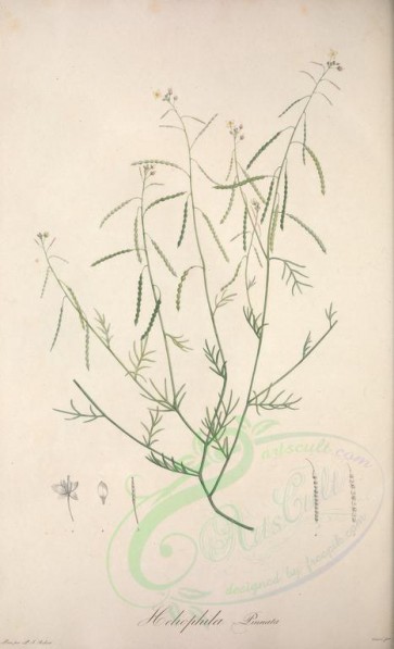 plants-15462 - heliophila pinnata [3709x6093]