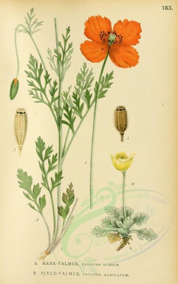 plants-18046 - papaver dubium, papaver radicatum [2156x3429]