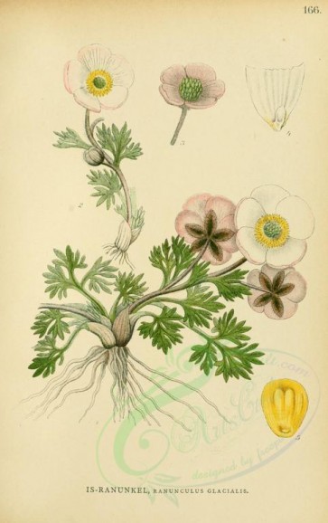 plants-18072 - ranunculus glacialis [2156x3429]