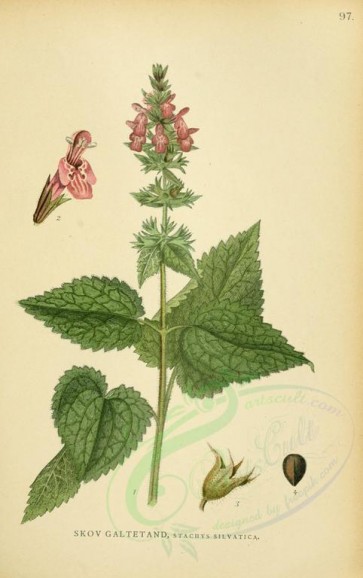 plants-18103 - stachys silvatica [2156x3429]