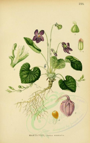 plants-18133 - viola odorata [2156x3429]