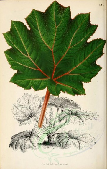plants-18179 - gunnera brephogea [2521x3966]