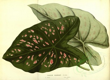 plants-18526 - caladium neumannii [4913x3573]