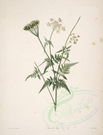 plants-18596 - chaerophyllum aureum [4106x5345]